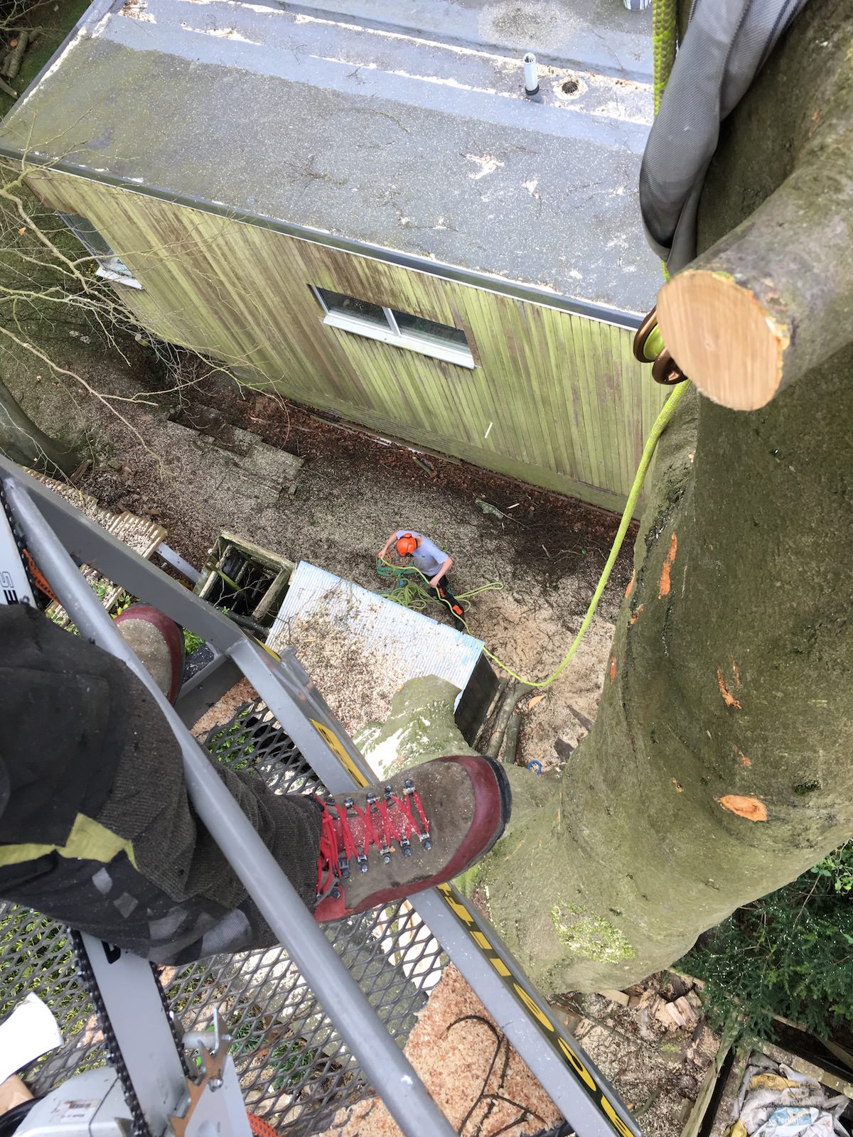 Tree Surgeon Haywards Heath