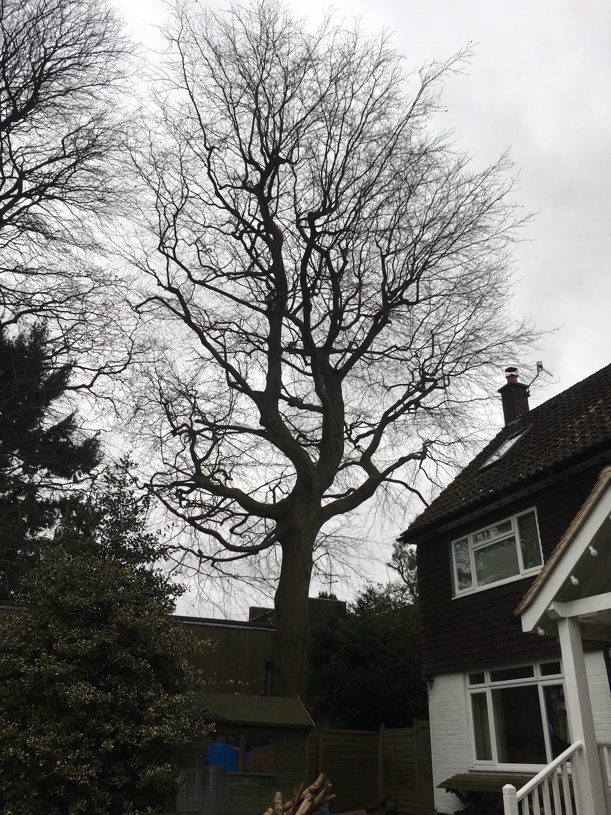 Beech Tree Reigate