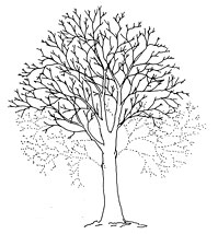 What is crown lifting