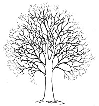 What is crown reduction