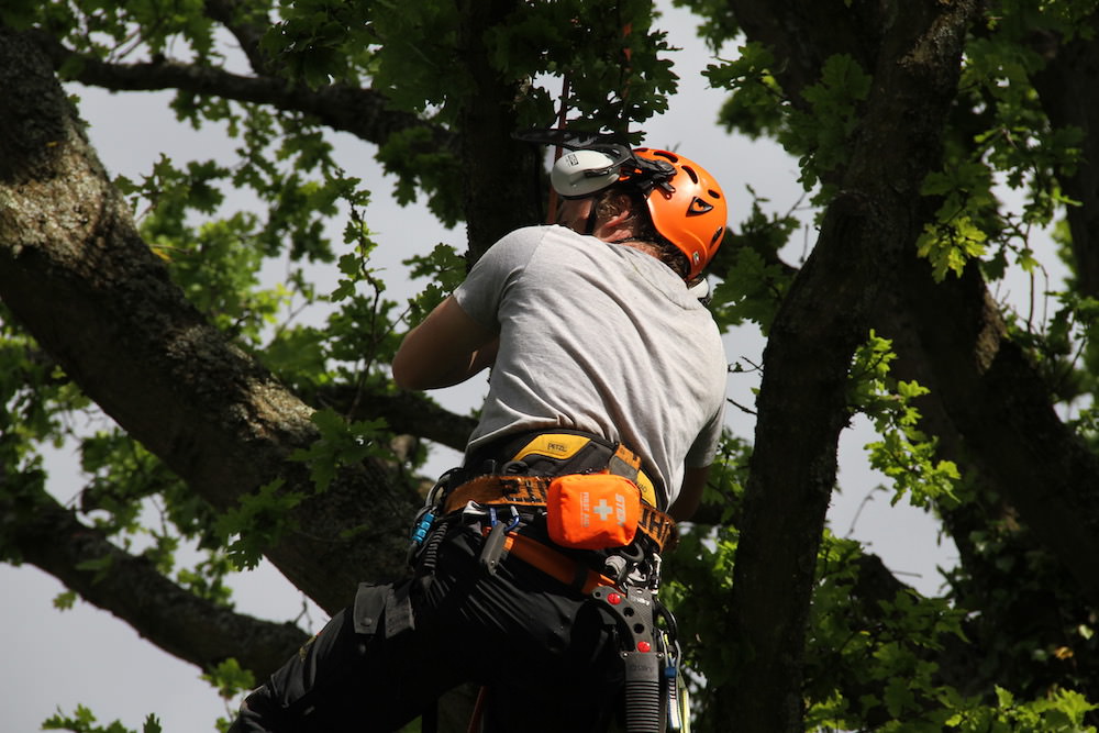 Tree Surgeon Deadwooding