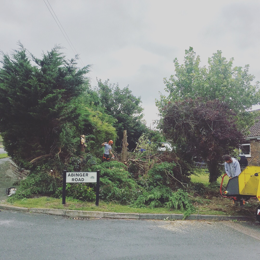Tree Surgeon Site Clearance